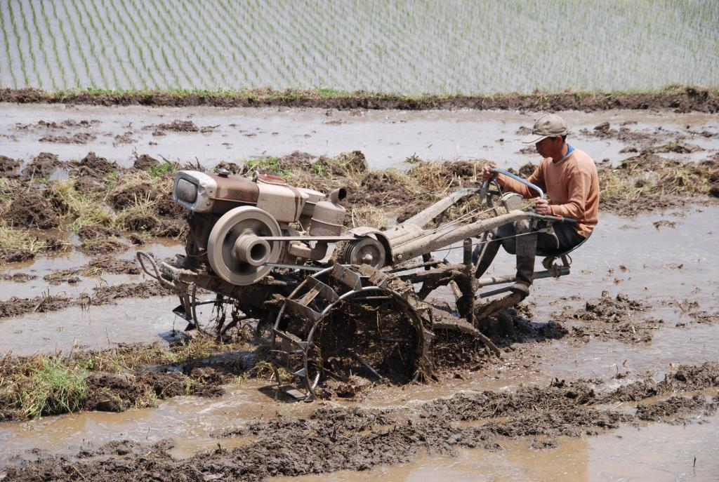 FROYM RONEN 《农忙期》